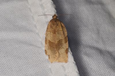 <i>Choristoneura hebenstreitella</i>