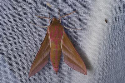 <i>Deilephila elpenor</i>