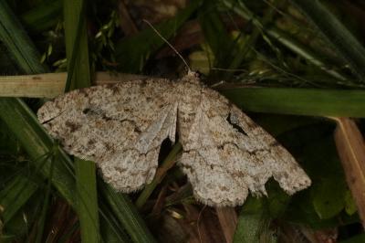 <i>Ectropis crepuscularia</i>