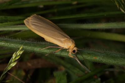 <i>Katha depressa</i>