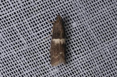 <i>Elegia similella</i>