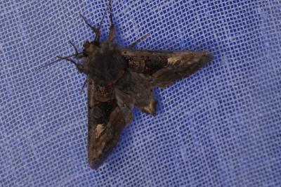 <i>Euplexia lucipara</i>