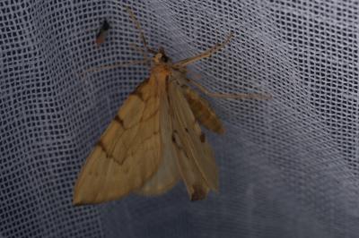 <i>Gandaritis pyraliata</i>