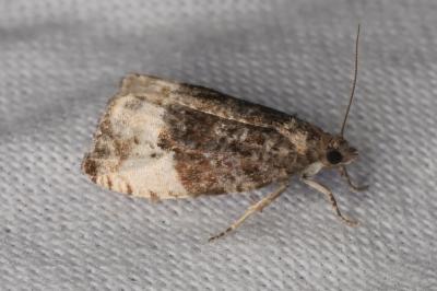 <i>Hedya pruniana</i>