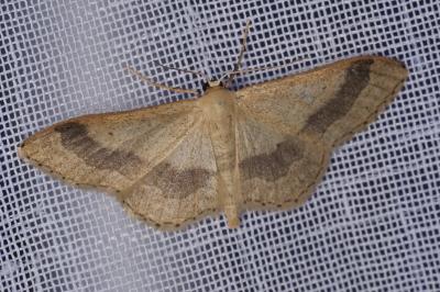 <i>Idaea aversata</i>