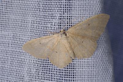 <i>Idaea straminata</i>