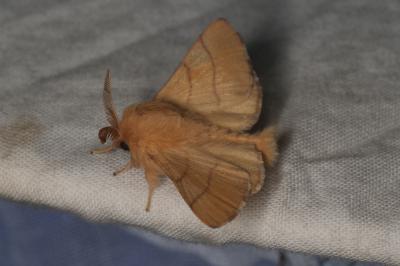 <i>Malacosoma neustria</i>