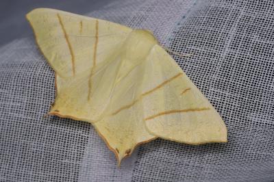 <i>Ourapteryx sambucaria</i>