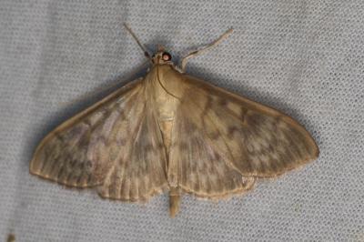 <i>Patania ruralis</i>