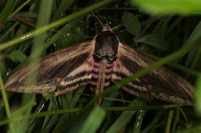 <i>Sphinx ligustri</i>