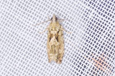 <i>Zeiraphera isertana</i>