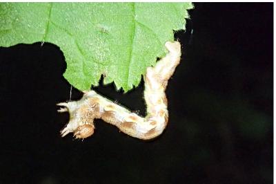 <i>Erannis defoliaria</i>