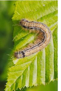 <i>Malacosoma neustria</i>