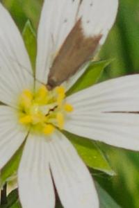 <i>Coleophora lutarea</i>