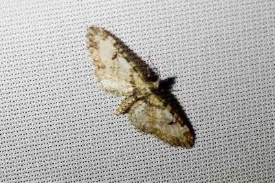 <i>Eupithecia irriguata</i>