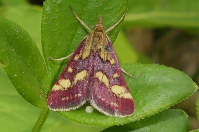 <i>Pyrausta purpuralis</i>