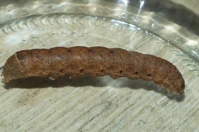 <i>Noctua fimbriata</i>