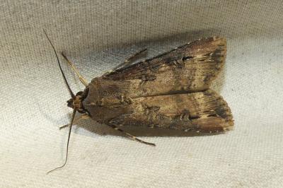 <i>Agrotis ipsilon</i>