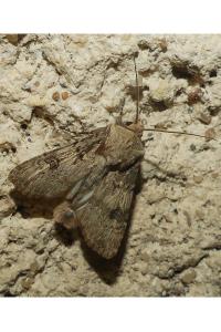 <i>Agrotis puta</i>