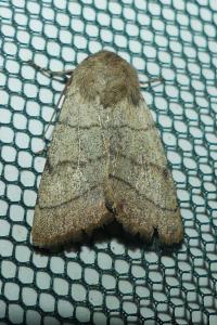 <i>Charanyca trigrammica</i>