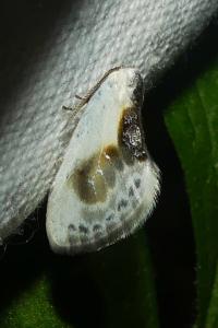<i>Cilix glaucata</i>
