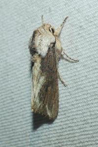 <i>Egira conspicillaris</i>