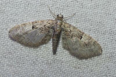 <i>Eupithecia abbreviata</i>
