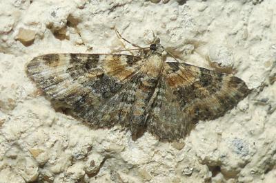 <i>Eupithecia pulchellata</i>