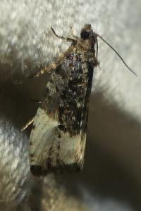 <i>Hedya pruniana</i>