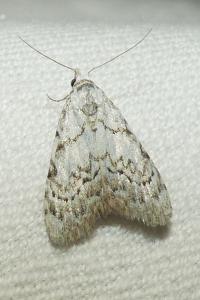 <i>Nola confusalis</i>