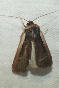 <i>Ochropleura leucogaster</i>