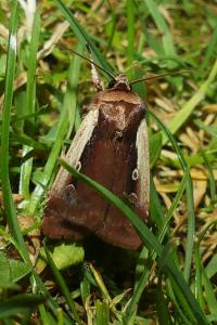 <i>Ochropleura plecta</i>