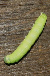 <i>Orthosia cerasi</i>