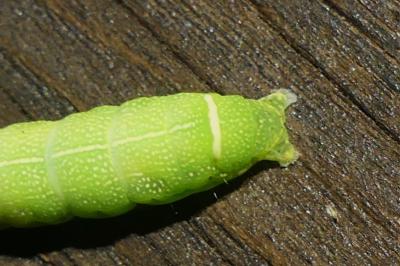 <i>Orthosia cerasi</i>
