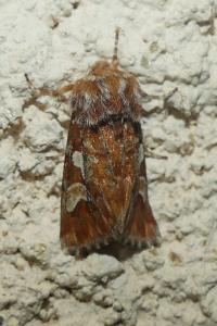 <i>Panolis flammea</i>