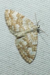 <i>Perizoma flavofasciata</i>