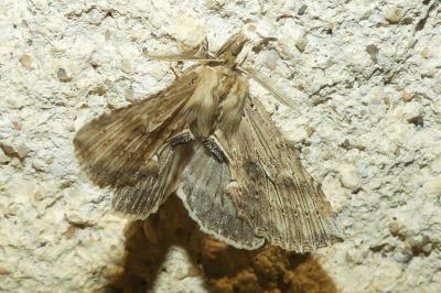 <i>Pterostoma palpina</i>