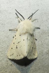 <i>Spilosoma lubricipeda</i>