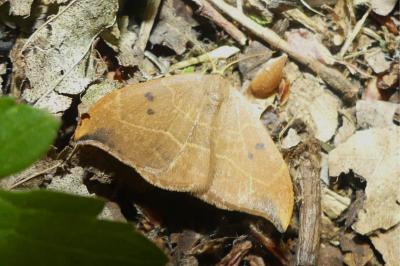 <i>Watsonalla binaria</i>