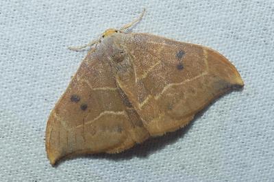 <i>Watsonalla binaria</i>