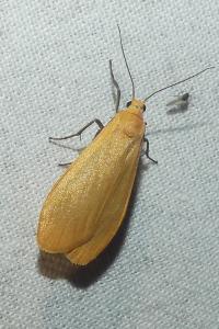 <i>Wittia sororcula</i>