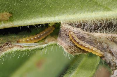 <i>Dialectica scalariella</i>