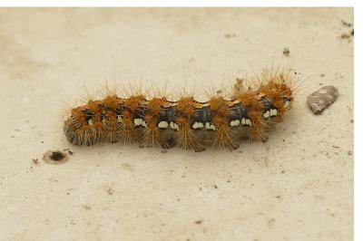 <i>Euplagia quadripunctaria</i>