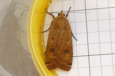 <i>Noctua pronuba</i>