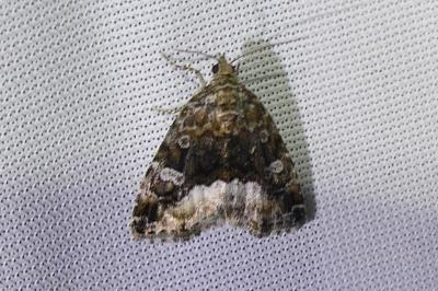 <i>Deltote pygarga</i>