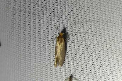 <i>Nematopogon adansoniella</i>