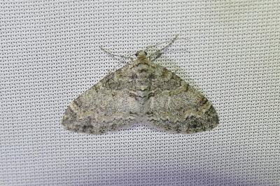 <i>Lobophora halterata</i>