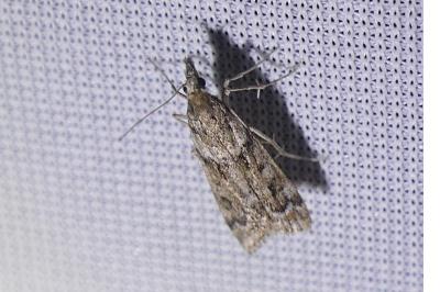 <i>Eudonia angustea</i>