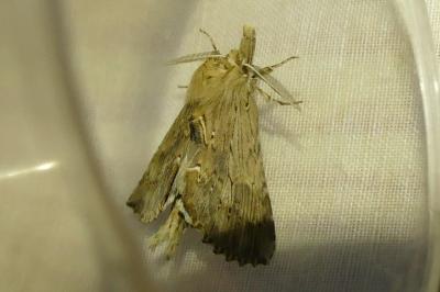 <i>Pterostoma palpina</i>