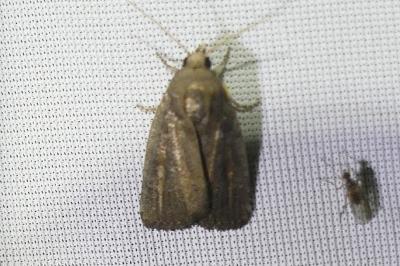 <i>Proxenus hospes</i>